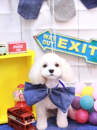 20230423みるくちゃん